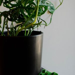 Plant Clip (Accesorio para plantas colgantes)