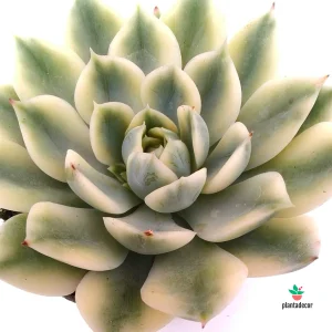 Echeveria Moon Fairy