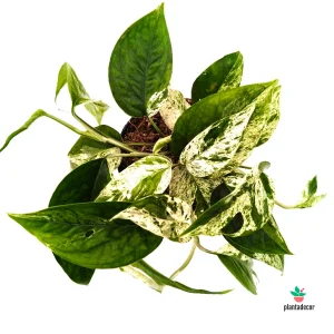 Epipremnum "Marble King"