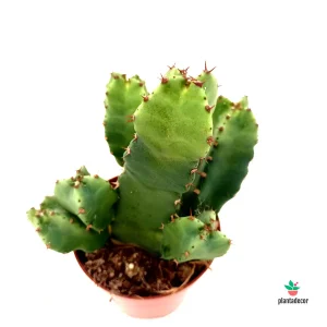 Euphorbia Resinifera