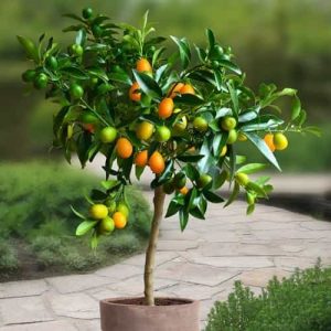 Kumquat – Fortunella Margarita