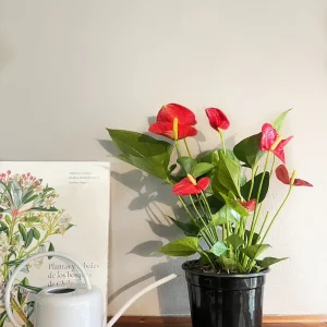 Antonella XL (Anturio Rojo)