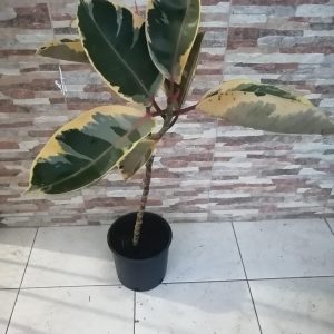 Ficus Elástica Variegata