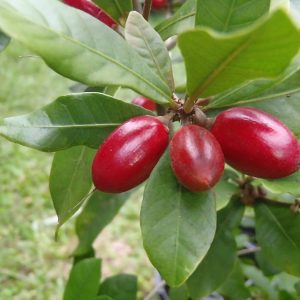 Fruta Milagrosa Synsepalum dulcificum