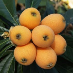 Nispero Japones – Eriobotrya japónica