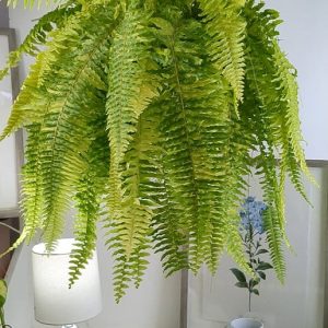 Helecho Boston Variegado – Nephrolepis exaltata – Tiger