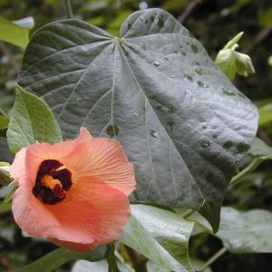 Hibisco Marítimo (Hibiscus tiliaceus)
