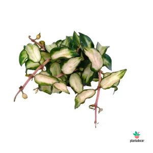 Hoya Lacunosa Tricolor Bruno