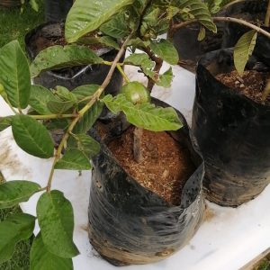 Guayaba Taiwanesa en Producción