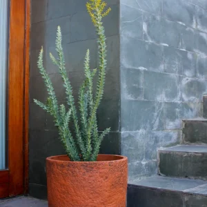 Americo (Acacio Cultriforme)