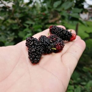 Morus nigra, Mora Negra en producción