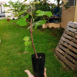 Plantón de Uva Negra Criolla