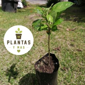 Galán de Noche (Cestrum Nocturnum)