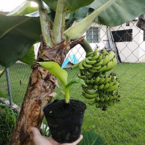 Plantón de Guineo Enano Criollo