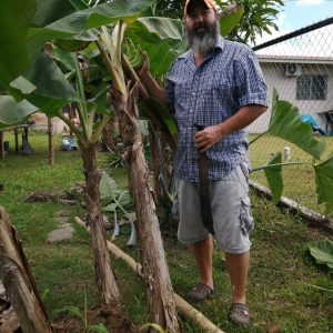 Plantón de Plátano Enano para tu huerto
