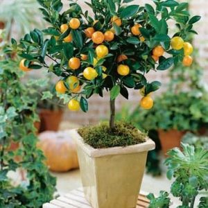 Mandarina Calamondin