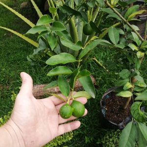 Limón Criollo en Pronto a producir