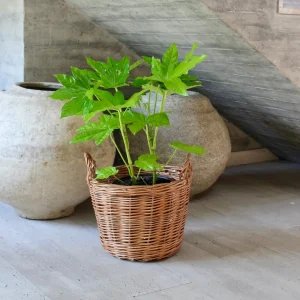 Ariana L (Aralia Japonica)