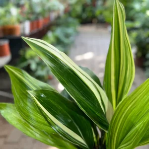 Aspidistra Variegada