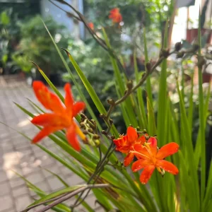 Coco (Crocosmia)