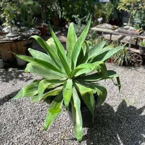 Agave Atenuata XL