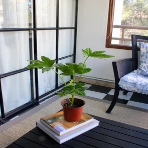 Ariana M (Aralia Japonica)