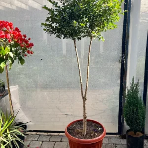 Eugenia (Eugenia Myrtifolia) Pie Alto XXL