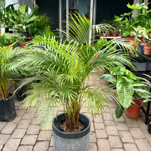 Andrea (Palmera Areca)