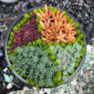 Arreglo de Suculentas