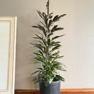 Aria M (Aralia Elegantissima)