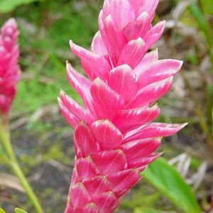 Jengibre Rosado -Alpinia purpurata