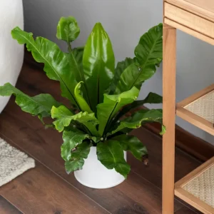 Avelino (Helecho Nido Ave)