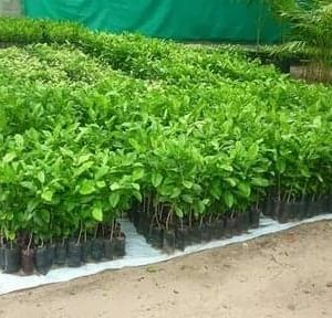 Limoncillo – Swinglea glutinosa