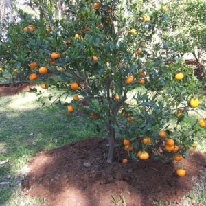 Plantón de Mandarina