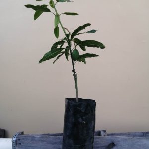 Mango Tommy en Producción