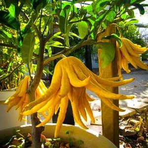 Mano de Buda – Citrus medica var. sarcodactylis