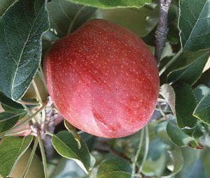 Manzana Anna – Malus domestica