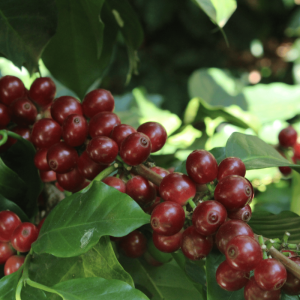 Plantón de Café Marsellesa