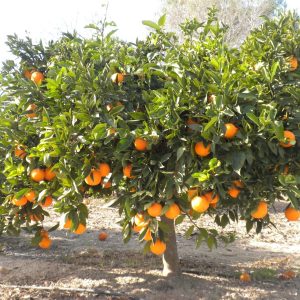 Naranja Valencia Pulpa Roja Grande