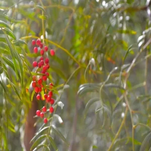 Pimiento (Schinus molle)