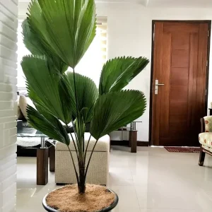 Palma Abanico – Licuala