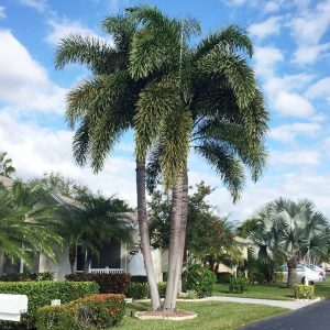 Palma Cola de Zorro – Wodyetia bifurcata