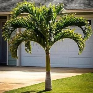 Palma Real Enana – Roystonea regia