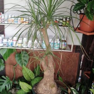 Pata de Elefante (Beaucarnea Gracilis)