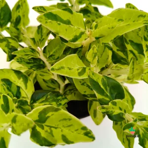 Pedilanthus Tithymaloides