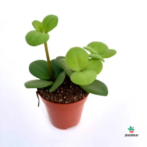 Peperomia Tetraphylla Hope Mini