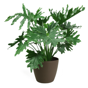 Mano de Tigre (Philodendron Bipinnatifidum)