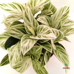 Philodendron Ivory Vein