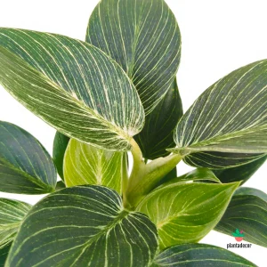 Philodendron White Measure