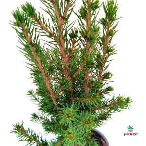 Picea Glauco Conica